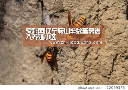 家彩网|辽宁鞍山半数畜禽进入养殖小区(图2) 家彩网