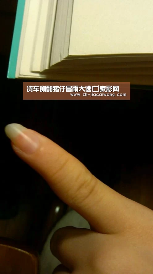 货车侧翻猪仔冒雨大逃亡|家彩网